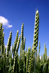 Wheat growing in a field