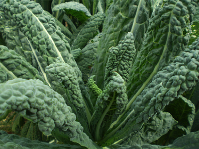 Dinosaur Kale