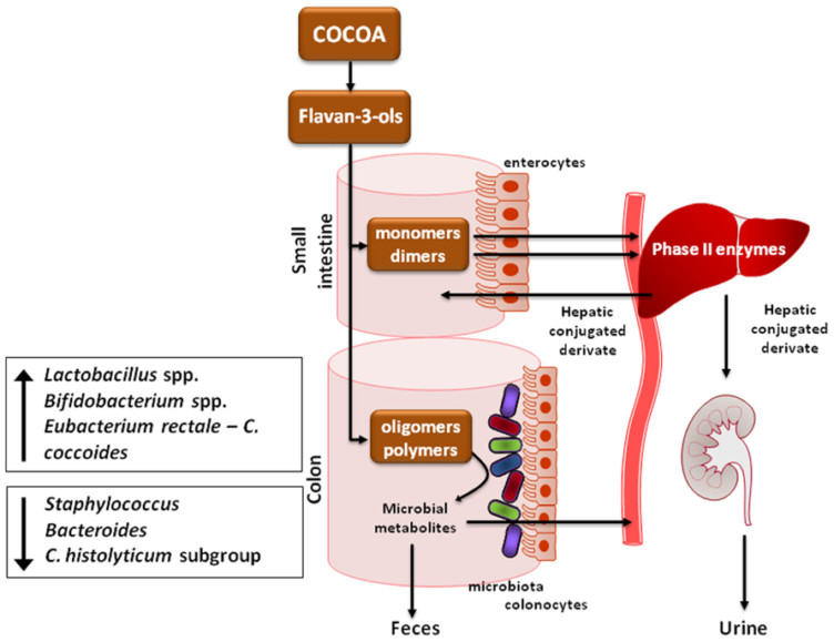 benefits of chocolate and effects of cocoa on the immune system