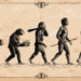 An illustration of primate evolution
