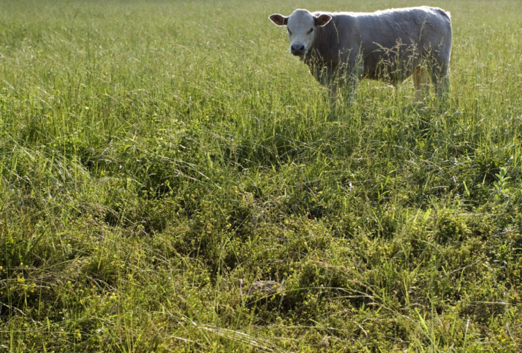 Here’s A Closer Look at Grass-Fed Beef