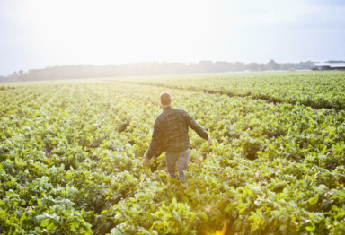 A farmer walking between rows of crops