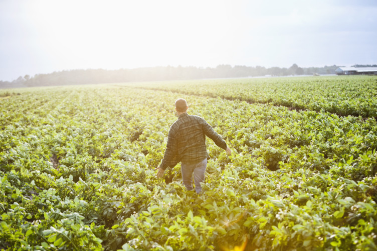 Is Climate Change Turning Our Vegetables into Junk Food?