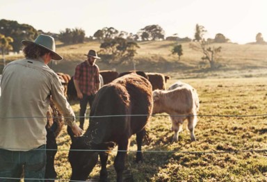 Farmers with several cows