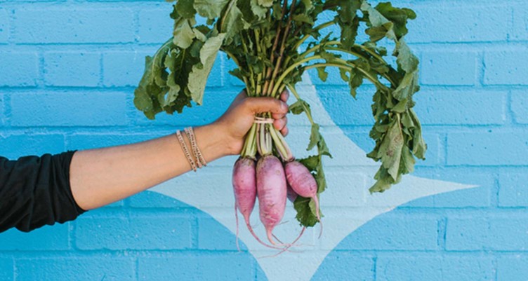 Hand holding bunch of turnips