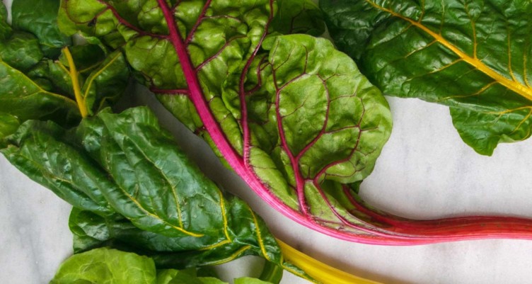 Closeup of rainbow chard leaf