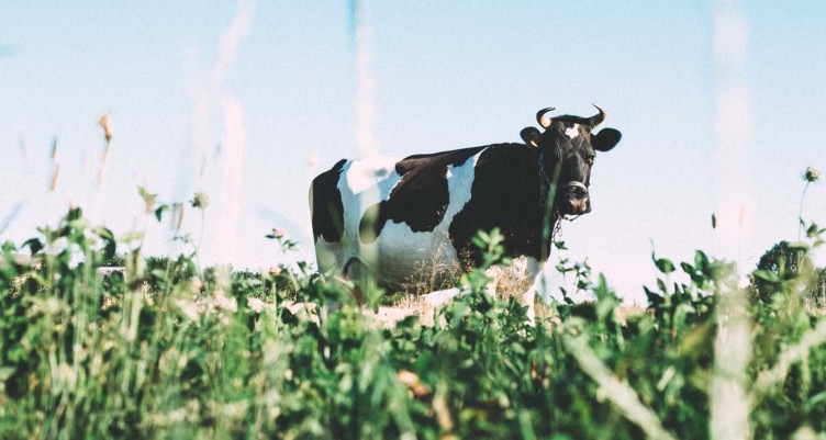 Cow grazing in field