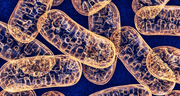 Closeup of mitochondria