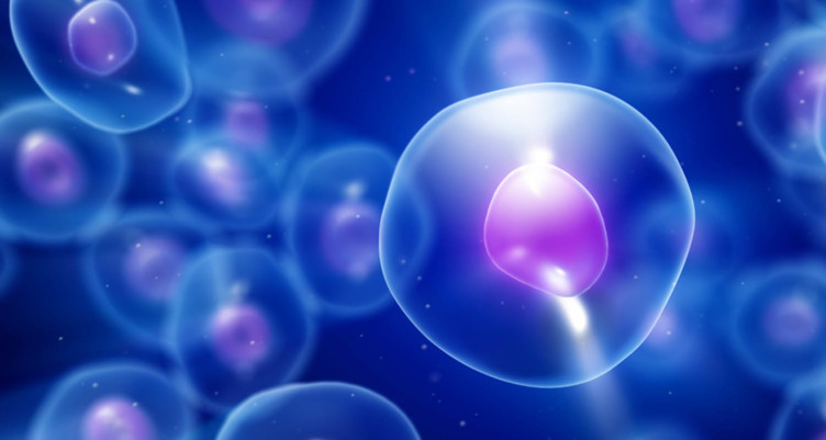 cholesterol and diet