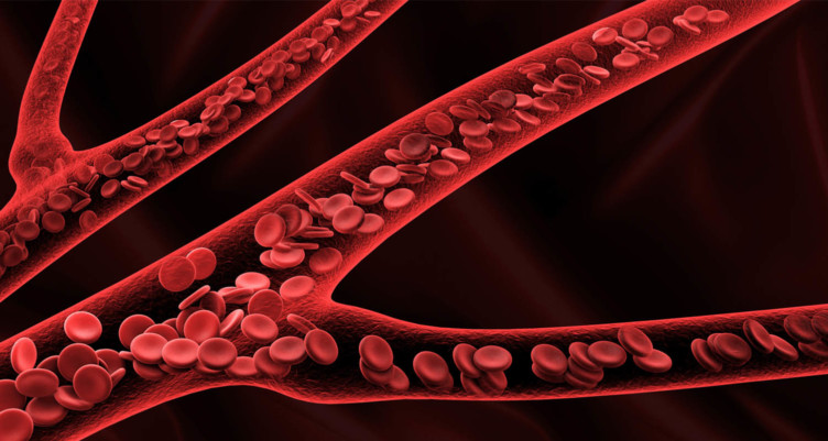Red blood cells in a blood vessel