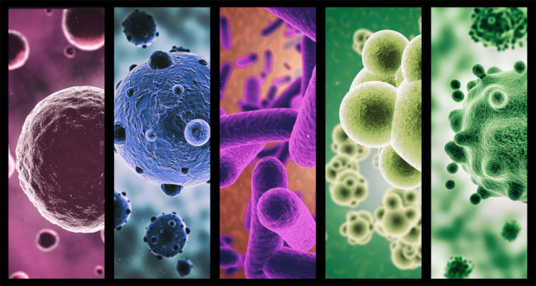 fermented food probiotics