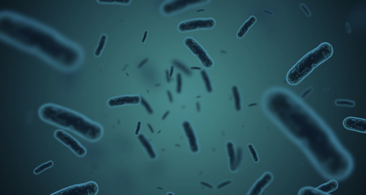 fermented food bacteria