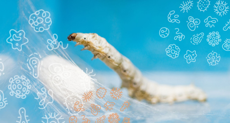 Silkworm next to silk