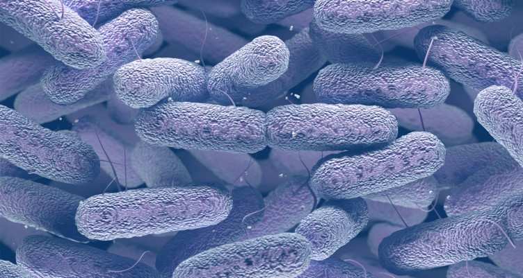 moringa benefits antiviral antifungal