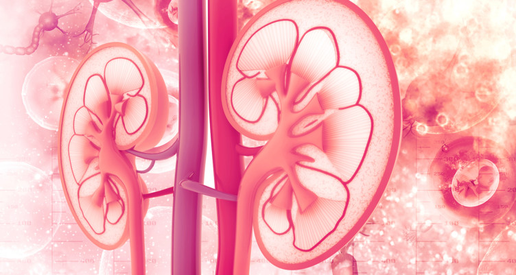 moringa benefits liver kidneys