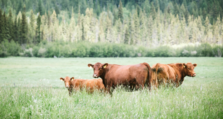 Cows roaming in pasture