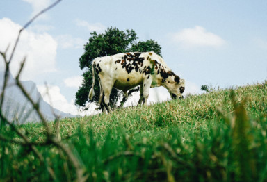 Cow grazing on green grass under blue sky