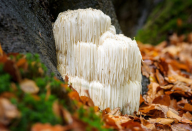 Lion's mane mushroom growing in forest