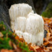 Lion's mane mushroom growing in forest