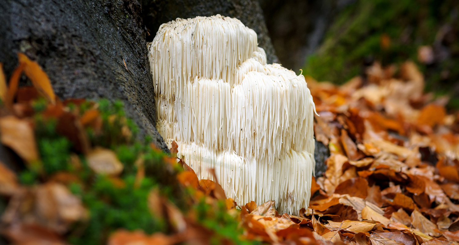 Lion S Mane Mushroom Benefits For Memory Focus And Mood