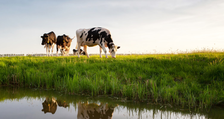 Cows grazing in pasture