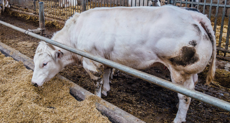 A photo of a muscular Belgian Blue cow