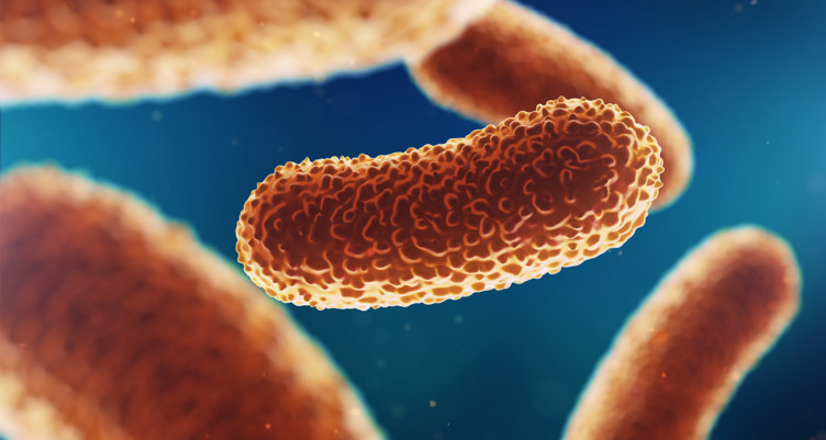 Closeup of gut microbes