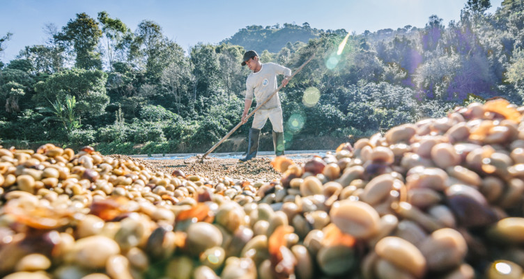 Farmer growing single-origin coffee beans