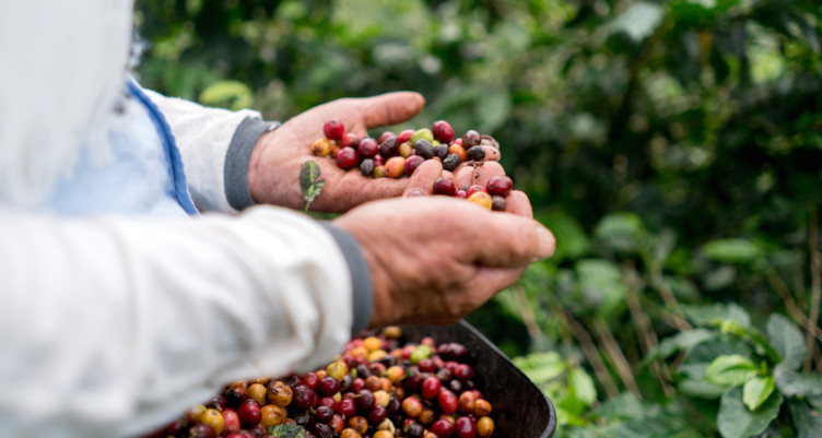 Farmer holding coffee beans