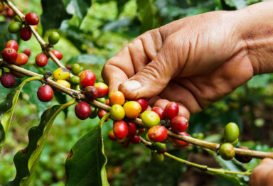 Single-origin coffee berries