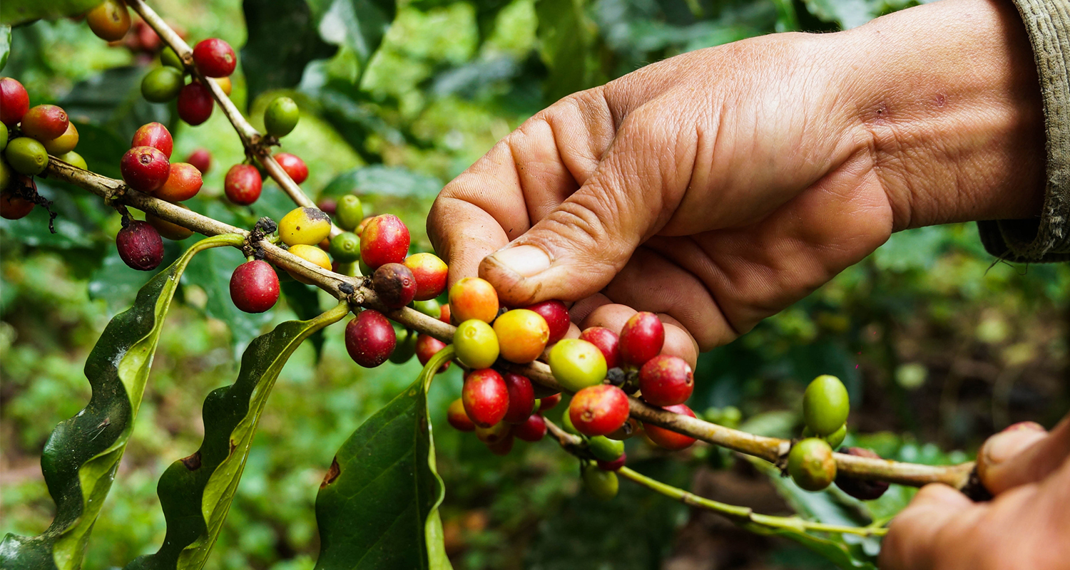 What Is SingleOrigin Coffee and Why Does It Matter?