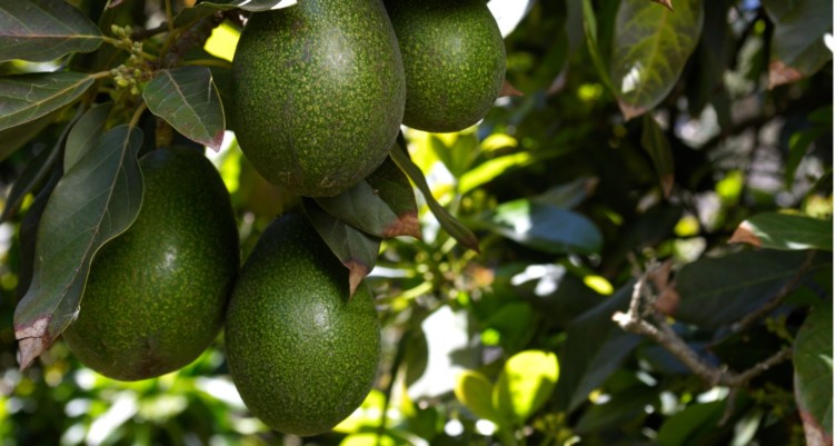 Avocados hanging from a tree