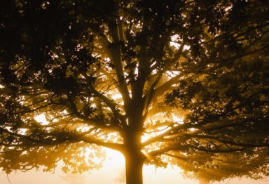 Tree in sunshine