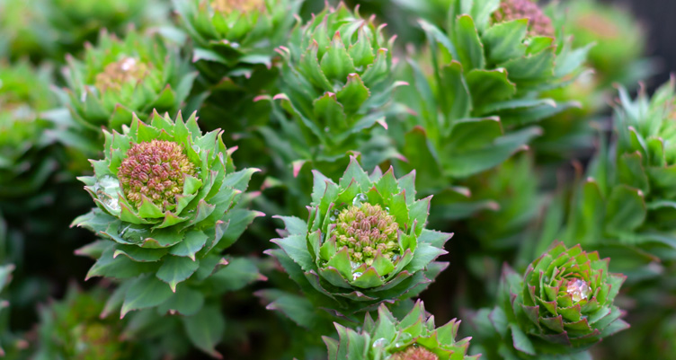 Rhodiola plant