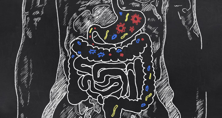 Chalk drawing of digestive system
