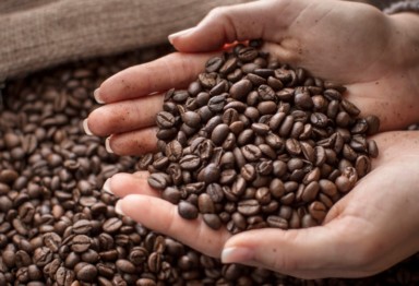 Person holding coffee beans