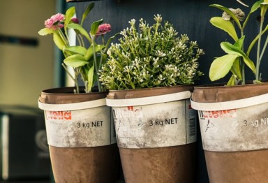 Herbs in containers