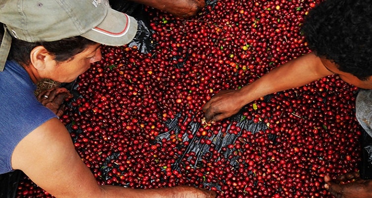 Two people sorting through coffee cherries