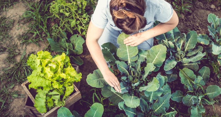 Woman harvesting lettuce from garden