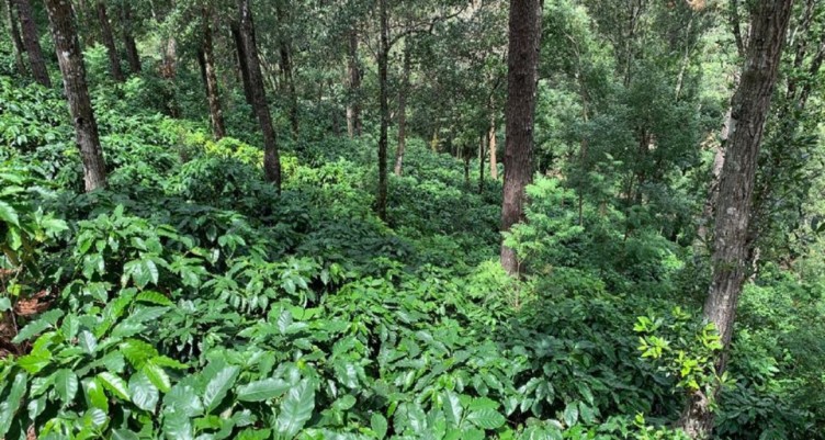 Forest with coffee plants