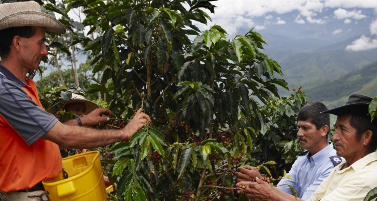 Coffee farmers picking cherries.