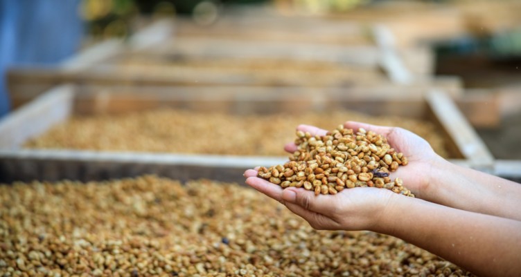 Farmers holding dry coffee beans