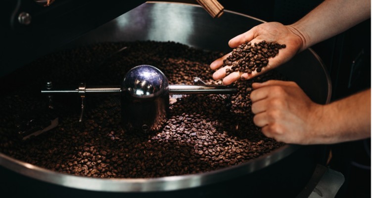Man holding freshly roasted coffee beans above a metal drum