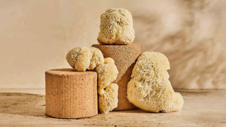 Lion's mane mushroom on display