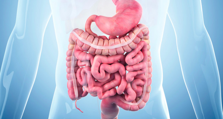 3d rendering of human intestines