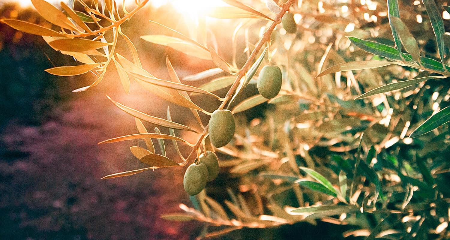 olive tree in the sun