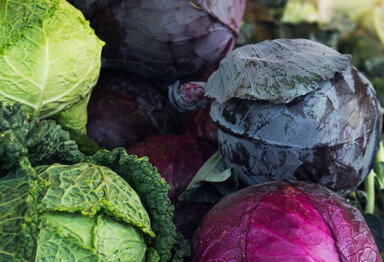 different colors of cabbage