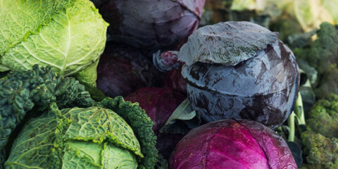 different colors of cabbage