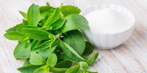 Stevia plant on kitchen counter top