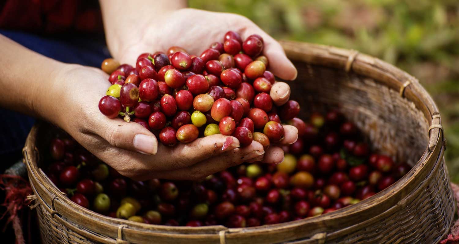 hands holding freshly picked coffee cherries